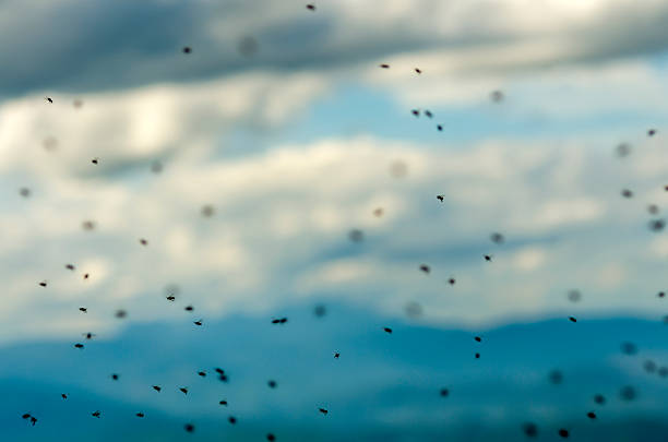 Flying insects with cloudy sky in the background.