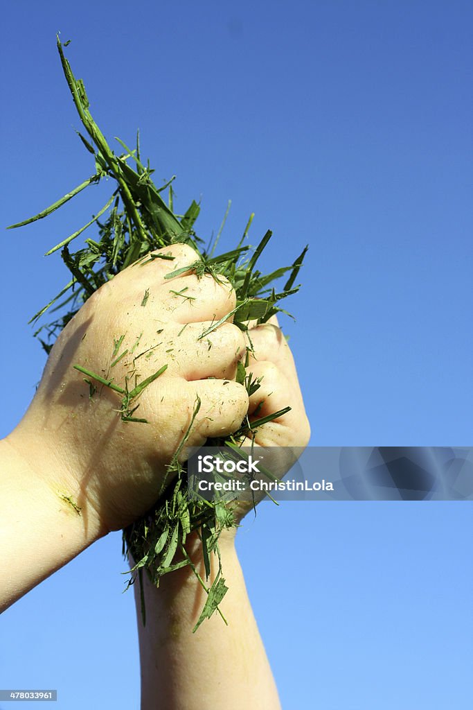 Child's Hand Holding Grass Clippings Child's Hands Holding Grass Clippings in front of a blue sky Falling Stock Photo