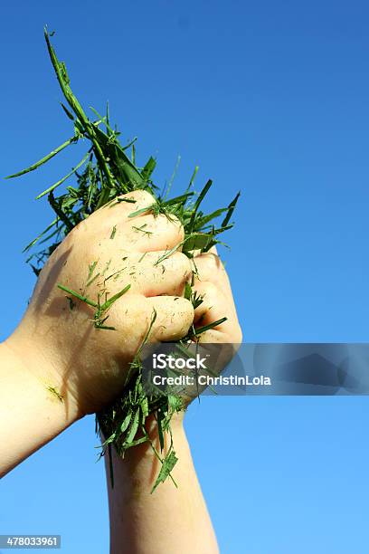 Childs Hand Holding Grass Clippings Stock Photo - Download Image Now - Falling, Grass, Blue