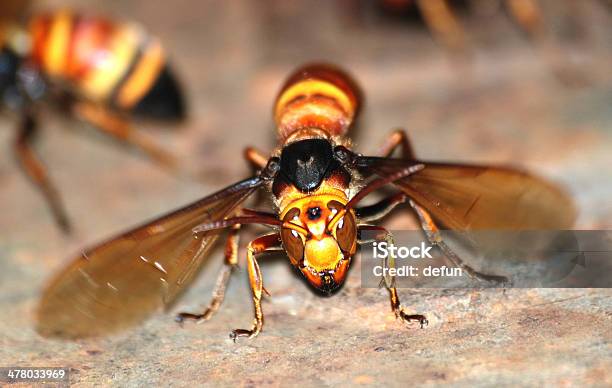 Wasp Bee Macro Stock Photo - Download Image Now - Animal, Animal Antenna, Animal Nest