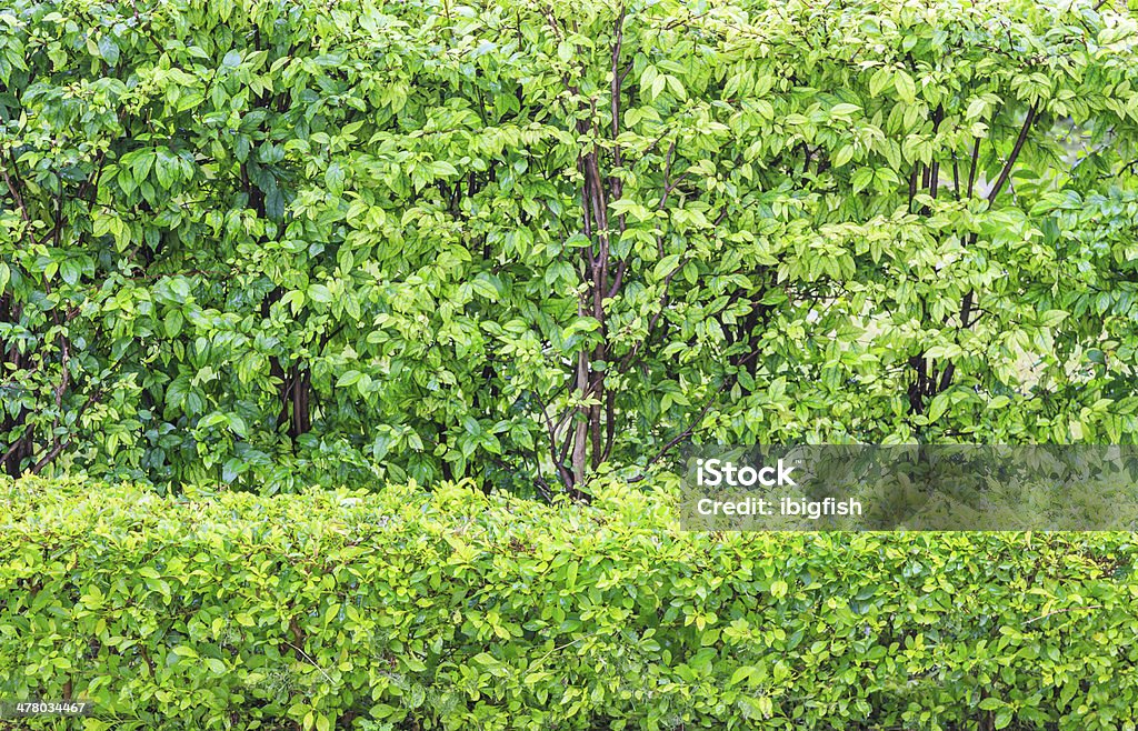 Grüne Wand Hintergrund - Lizenzfrei Anhöhe Stock-Foto