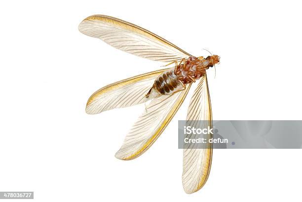 Termite White Ant Insect Stock Photo - Download Image Now - Termite, Animal Wing, Animal