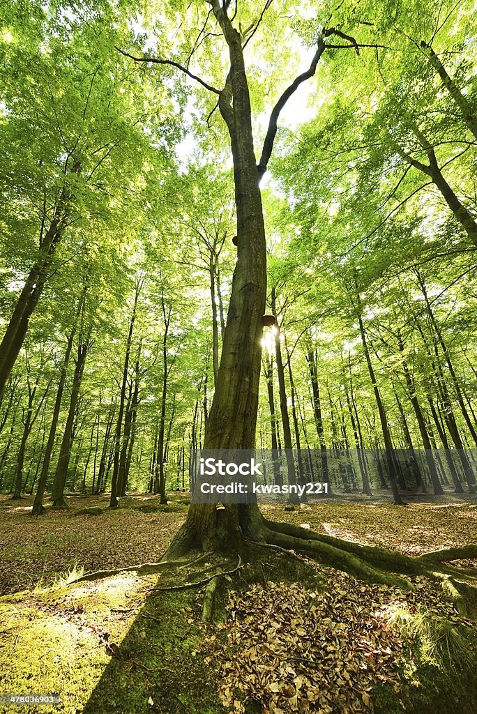 Forest - Zbiór zdjęć royalty-free (Baldachim drzew)