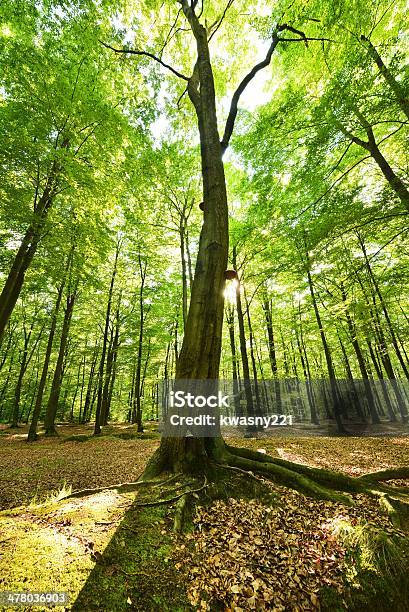 Forest - zdjęcia stockowe i więcej obrazów Baldachim drzew - Baldachim drzew, Brzask, Buk - drzewo