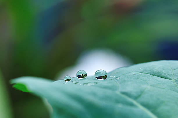 istock Water droplets of cactus 478037322