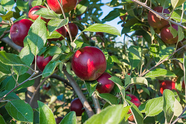 Red Apples on the Tree stock photo