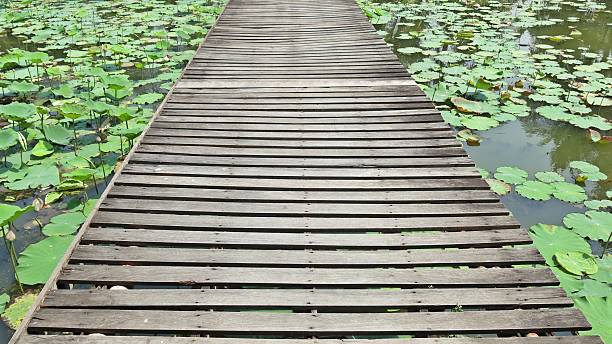 wood bridge in lotus farm stock photo