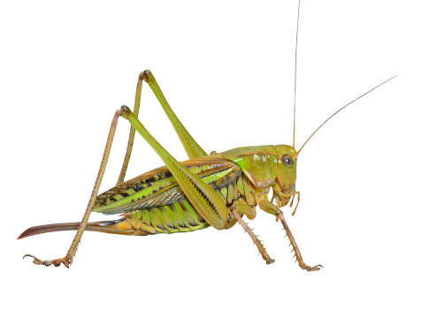 A close up of the grasshopper, doe. Isolated on white.