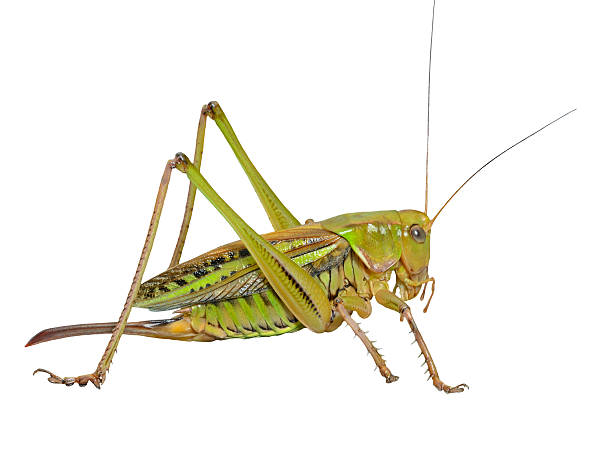 Grasshopper A close up of the grasshopper, doe. Isolated on white. grasshopper photos stock pictures, royalty-free photos & images