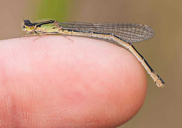 istock little damselfly on a human finger 478038724