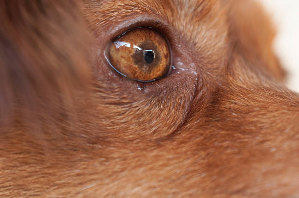 istock portrait of a brown dog 478038726