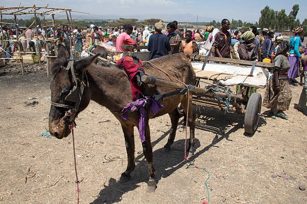 donkey 그린 운반비 대한 중유럽식 노변 시장에서 에디오피아 - animal africa ethiopia mule 뉴스 사진 이미지