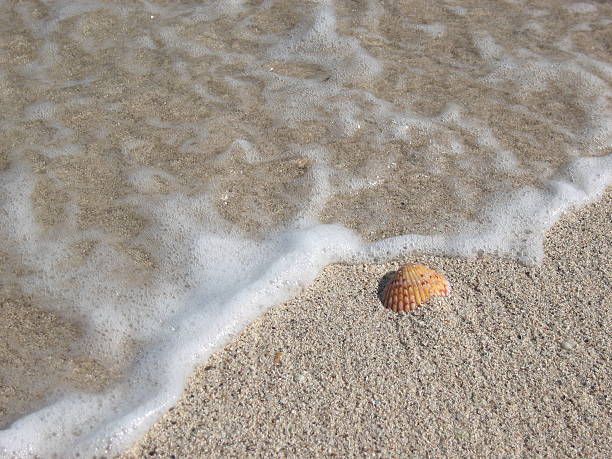 Orange Shell on White Sand Beach stock photo