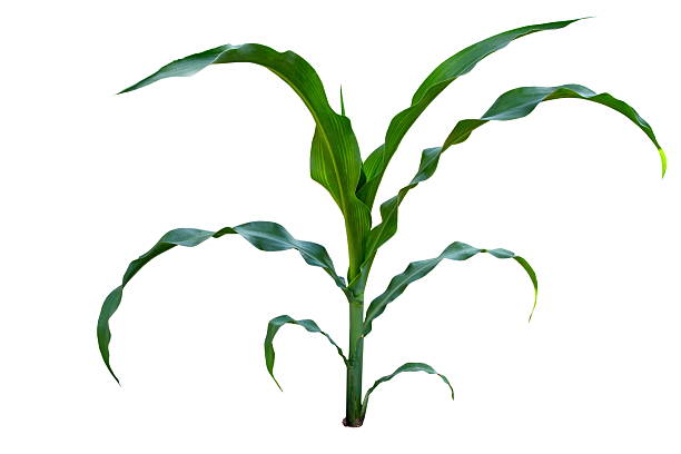 istock Isolated image of a young corn stalks 478039137
