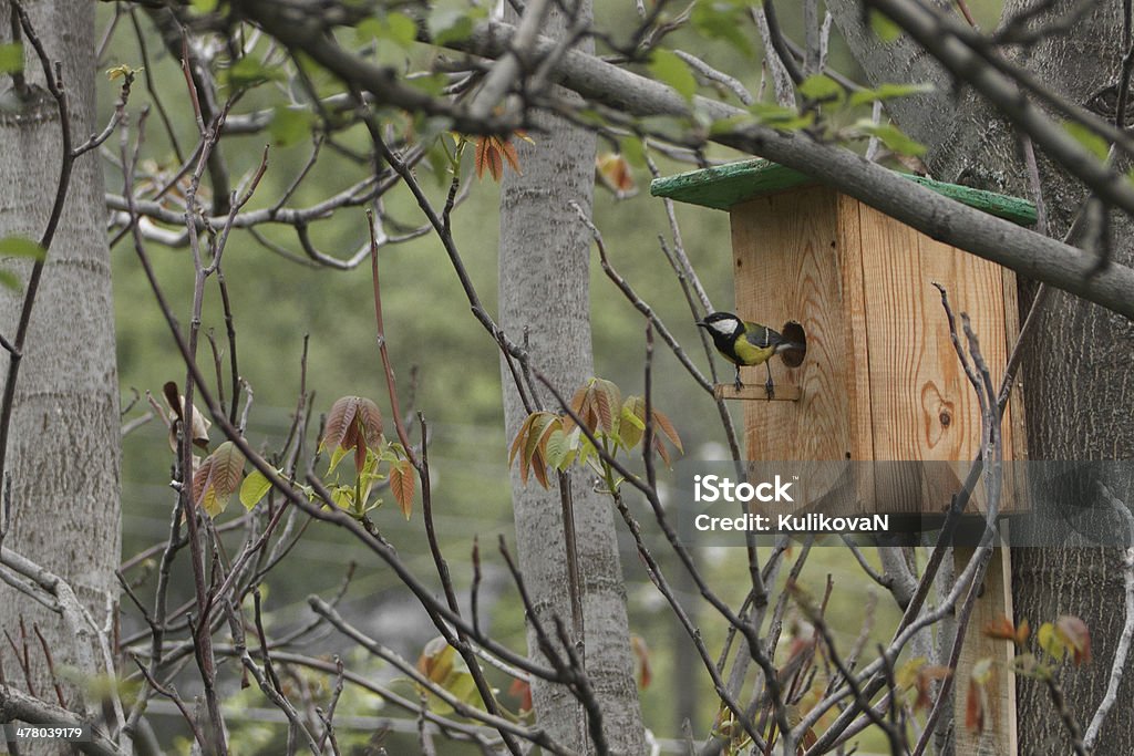 Casita de pájaros y aves - Foto de stock de Aire libre libre de derechos