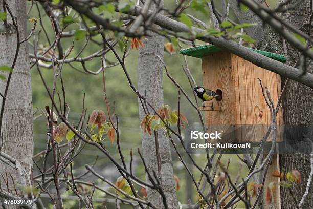 Casita De Pájaros Y Aves Foto de stock y más banco de imágenes de Aire libre - Aire libre, Alimentar, Amarillo - Color