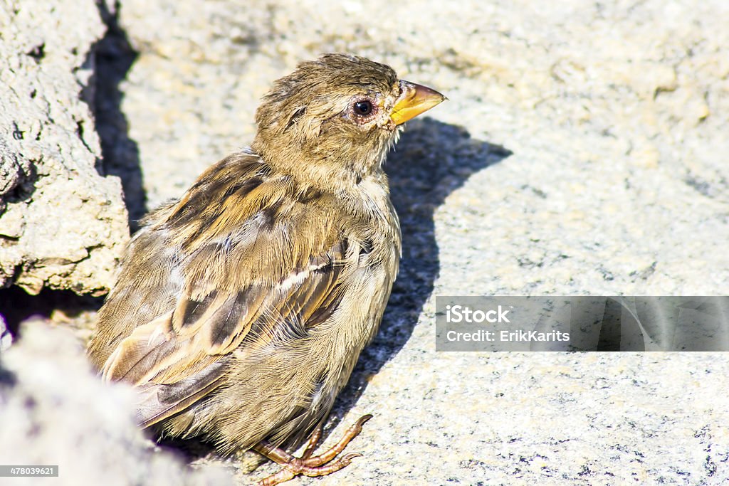 The Wróbel zwyczajny (Passer domesticus) - Zbiór zdjęć royalty-free (Analizować)