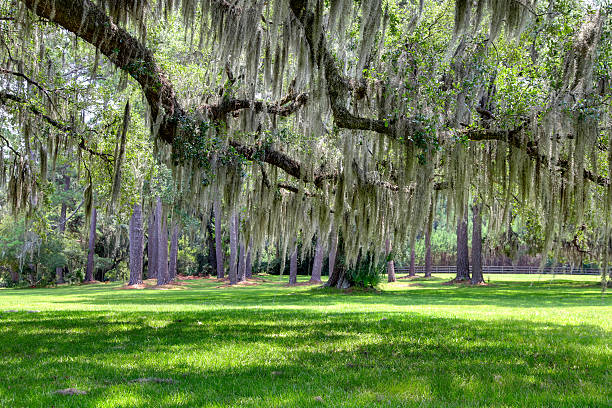 istock Grove of Live Oaks 478040527