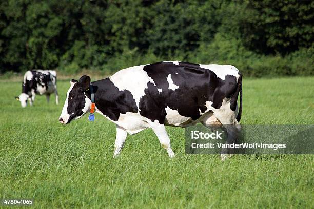 Kühe Stockfoto und mehr Bilder von Agrarbetrieb - Agrarbetrieb, Ebene, Europa - Kontinent