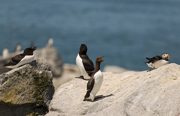 istock Machias Seal Island Birds 478041356
