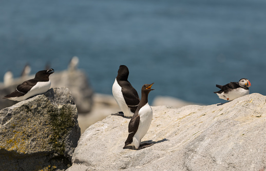 Machias Seal Island in the Gulf of Maine is nesting ground for a variety of birdlife;  Seen here are Razorbill Auk; Common Murre and Atlantic Puffin.