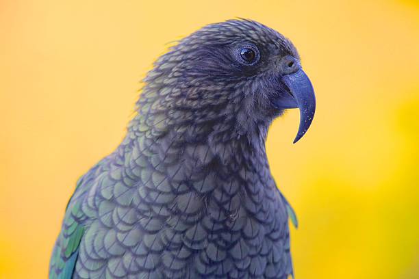istock Wild Kea in New Zealand 478041942