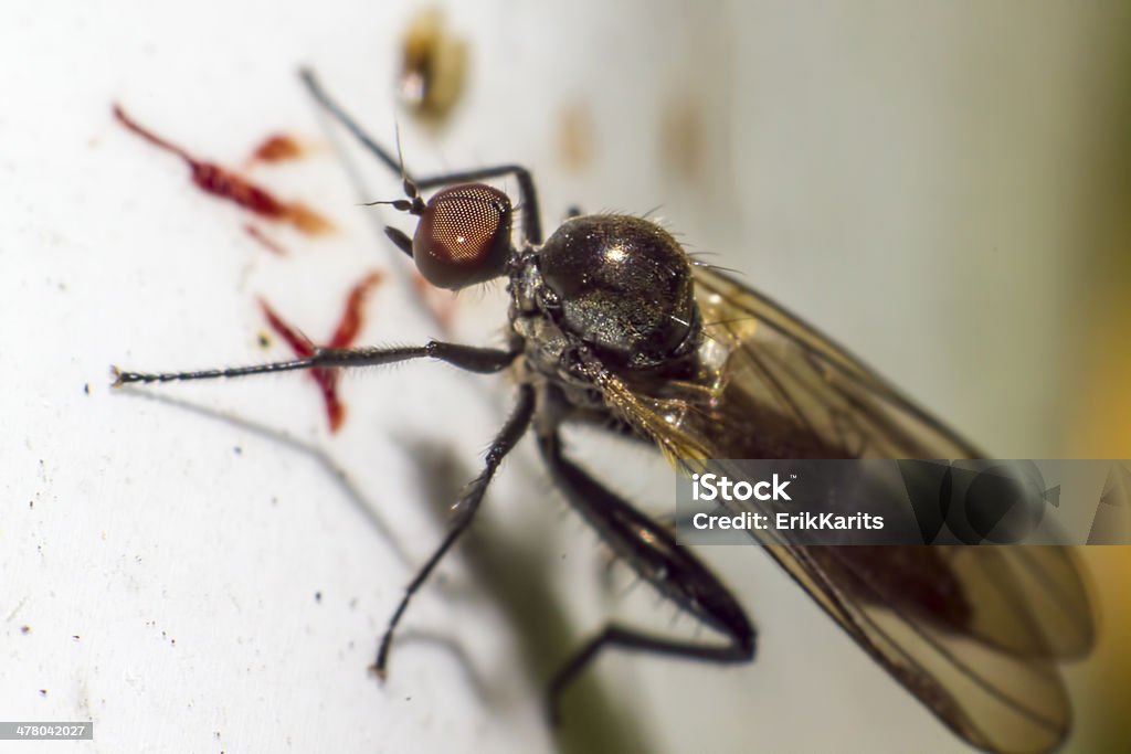 Retrato de mosquito - Foto de stock de Amarelo royalty-free