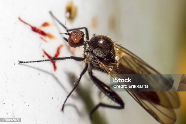 Foto de Retrato De Mosquito e mais fotos de stock de Amarelo - Amarelo, Animal, Assistindo