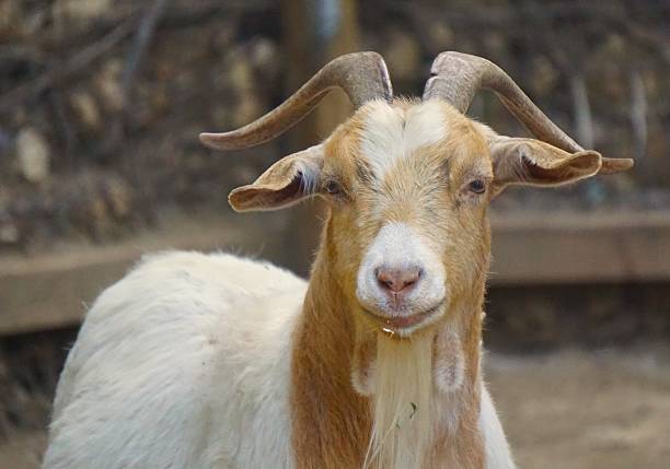Cute Goat looking into the camera