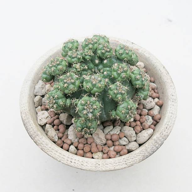 Green beautiful cactus in white pot on white background stock photo