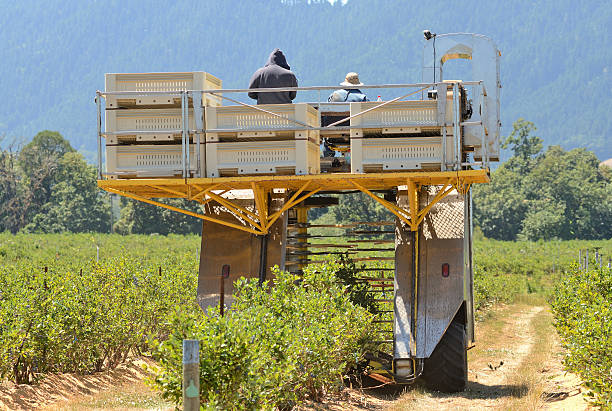 Blueberry pick Blueberry picking machine working a row of plants in the Umpqua Valley of Oregon sorter machine stock pictures, royalty-free photos & images