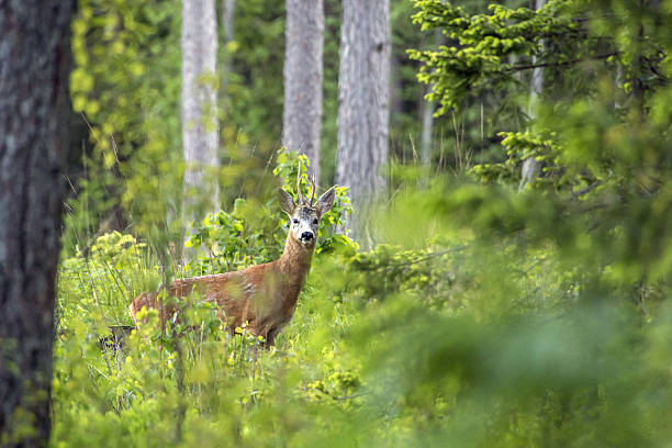 istock The European roe deer (Capreolus capreolus) 478042320