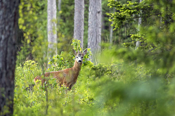 The European roe deer (Capreolus capreolus) stock photo