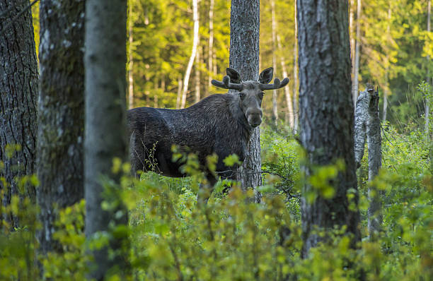 The elk (Alces alces) stock photo
