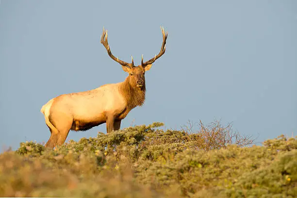 Tule Elk in Sunset light. Point Reyes National Seashore, California..