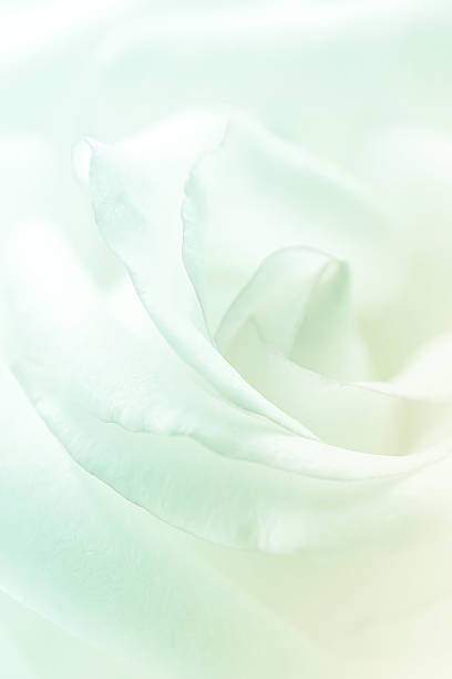 istock sweet rose in soft color and blur style 478042526