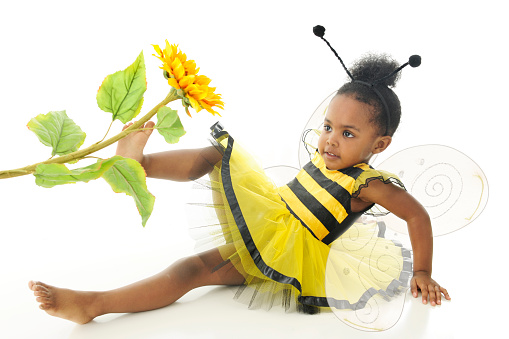 An adorable two year old wearing a bumble bee outfit with wings, sitting on the floor happily pushing a sunflower with her foot.  On a white background.