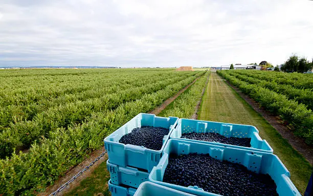 Photo of Blueberry Field