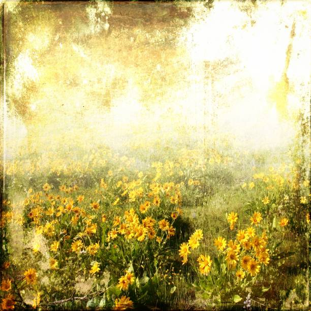 istock Sunflower field in vintage style 478042967