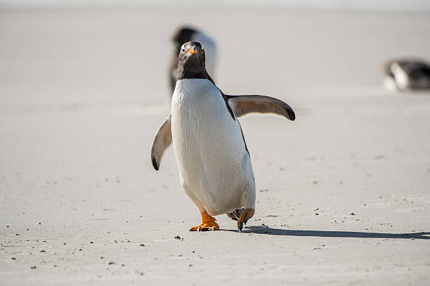 istock Penguins in Antarctica 478043860