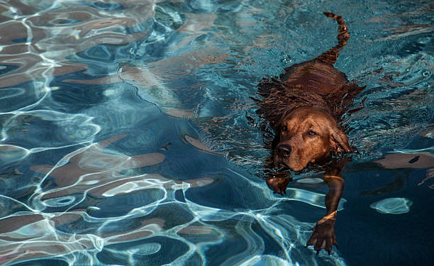 redbone coonhound cane nuoto. - redbone coonhound foto e immagini stock