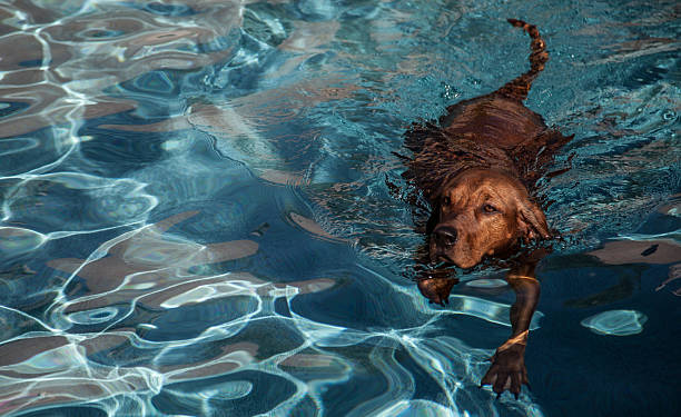 レッドボーンブラックアンドタンクーンハウンド犬のます��。 - redbone coonhound ストックフォトと画像