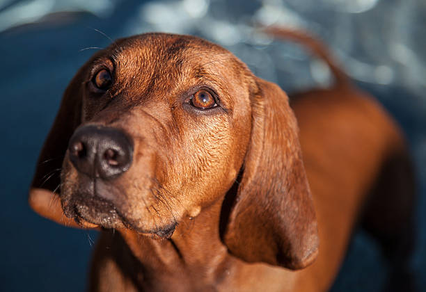 浅いレッドボーン coohound に集中させていただきます。 - redbone coonhound ストックフォトと画像