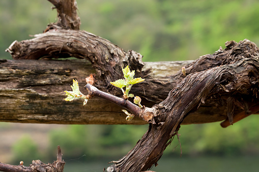 Close up of old horizontal vine trunk and small new green leaves in springtime. 