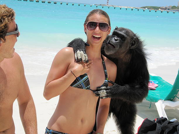 Monkey Makes a Move on Tourist in Cancun stock photo