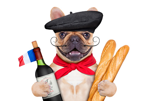 french bulldog with red wine and baguette and french  beret hat, isolated on white background