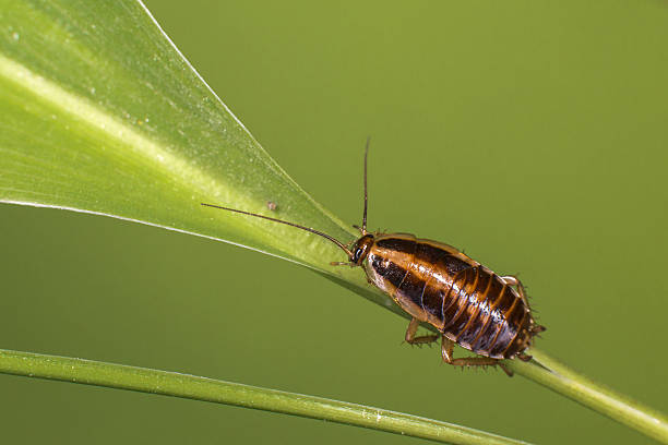 German cockroach (Blattella germanica) stock photo