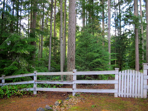 A white picket fence encloses a green forest in Woodinville, Washington.