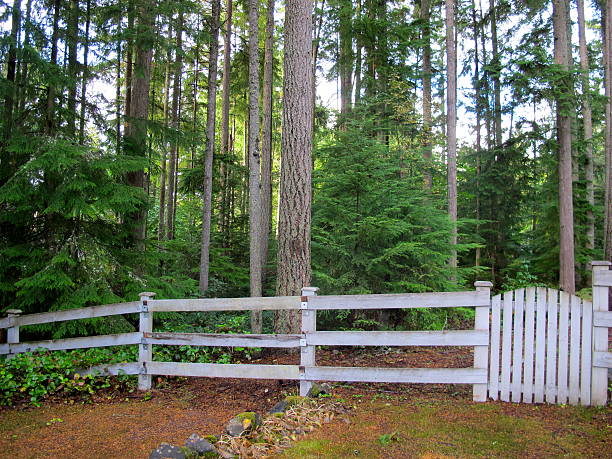 Forest Enclosed By A White Picket Fence in Washington stock photo