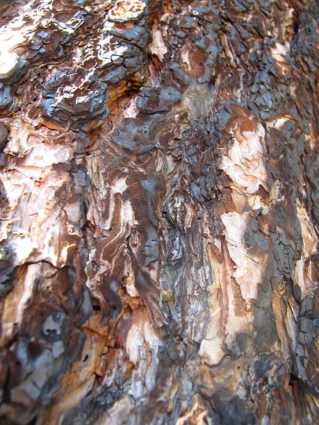 Charred Bark of Tree From Wildfire stock photo